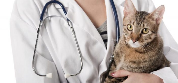 Чем лечить кошек при цистите