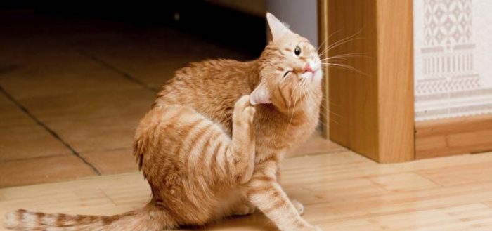 Аверсектиновая мазь для кошек: инструкция по применению и отзывы, аналоги