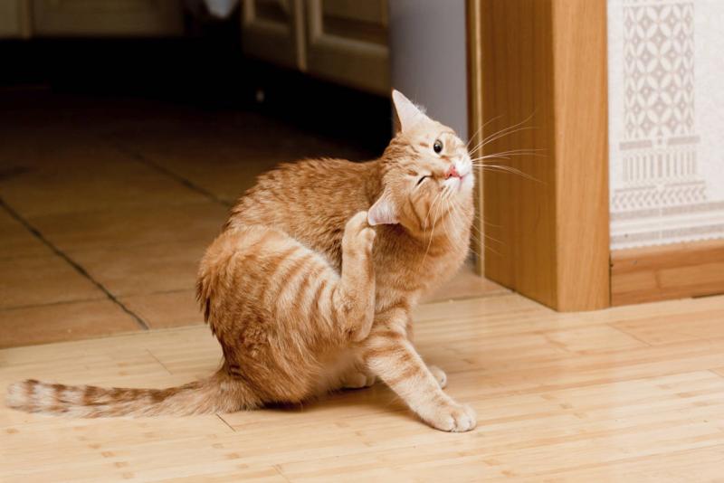 Аверсектиновая мазь: эффективный способ избавления кошек от клещей