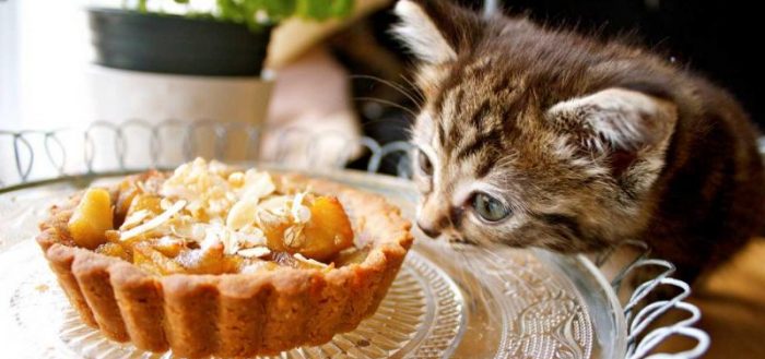 Котёнок нюхает пирожное