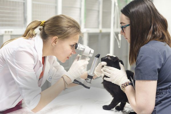 Ветеринар осматривает глаза кота