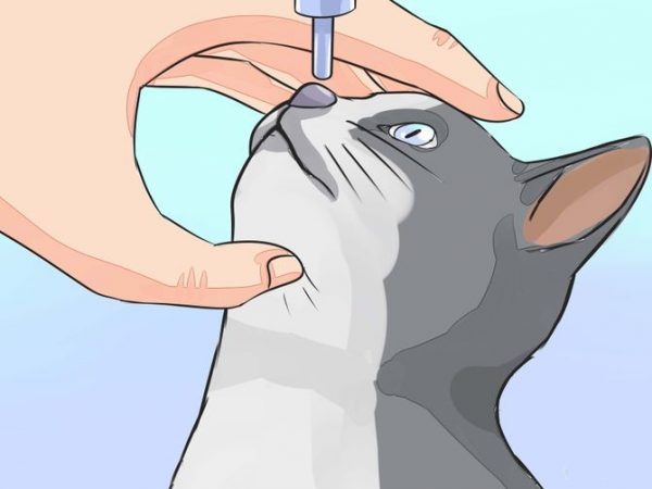 Кошке вводят препарат интраназально