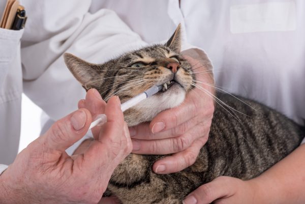 Кошке дают лекарство шприцем