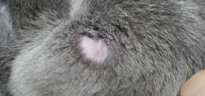 Трихофития у кошек: симптомы, диагностика и лечение