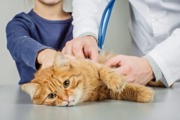 Рыжий кот на столе ветеринара