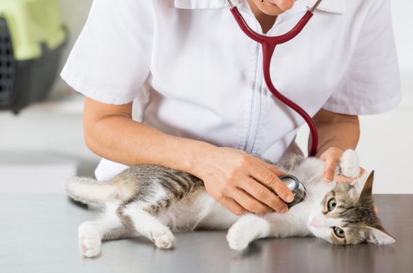 Ветеринар слушает сердцебиение кошки фонендоскопом