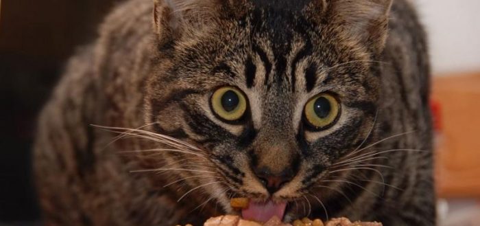 Кошка ест корм