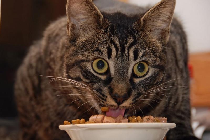 Качественный рацион для домашней кошки: корм «Гоу» холистик класса