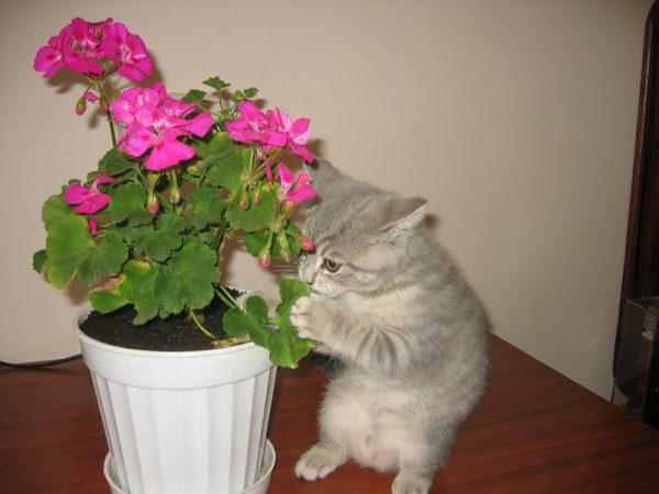 Котёнок жуёт цветок