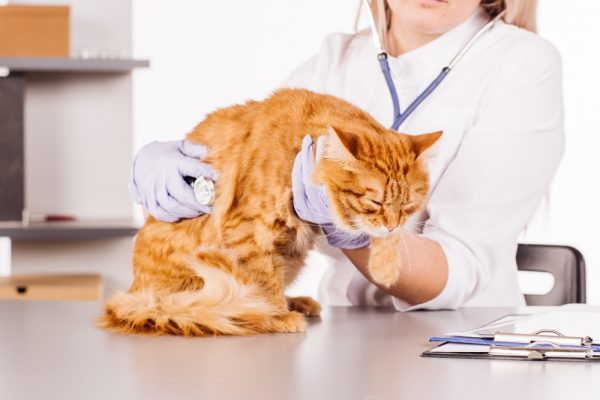 Ветеринар держит рыжего кота