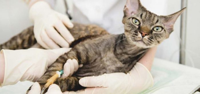 Гемобартенелез у кошек симптомы и лечение: анализ на гемобартонеллез