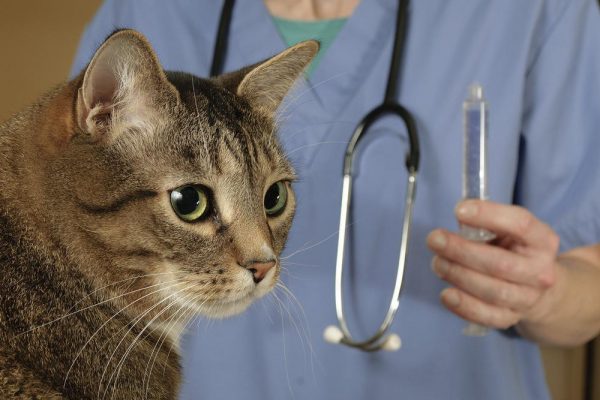 Кошка и шприц в руке ветеринара