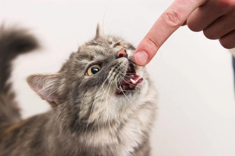 Воспалительные заболевания полости рта у кошек: что такое гингивит и как его устранить