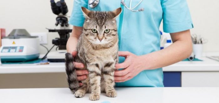 Амоксициллин для кошек: описание препарата и инструкция по применению, аналоги, отзывы