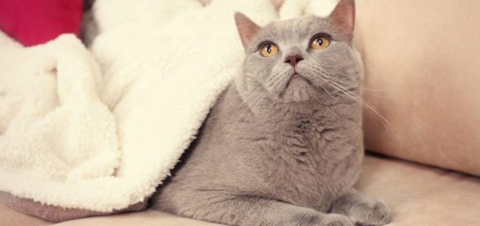 Кламоксил для кошек: инструкция по применению, состав, аналоги, отзывы