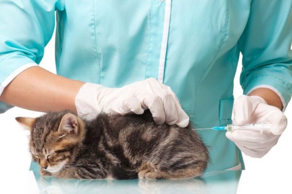 Внутримышечное введение лекарства кошке