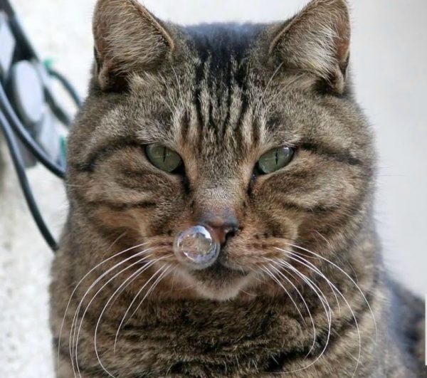 Прозрачные выделения из носа у кота
