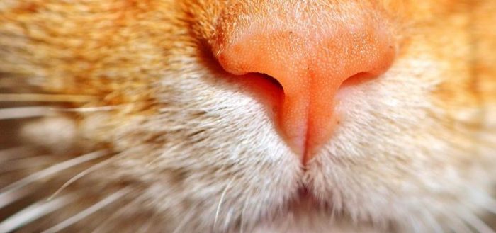 Почему у кота мокрый нос: что это значит, как он отражает состояние здоровья