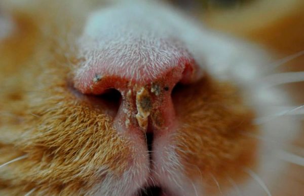 Нос больной кошки
