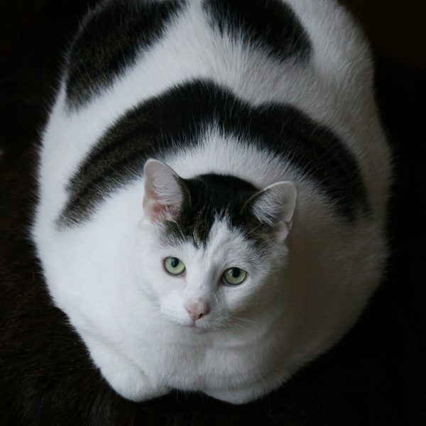 Кот с ожирением