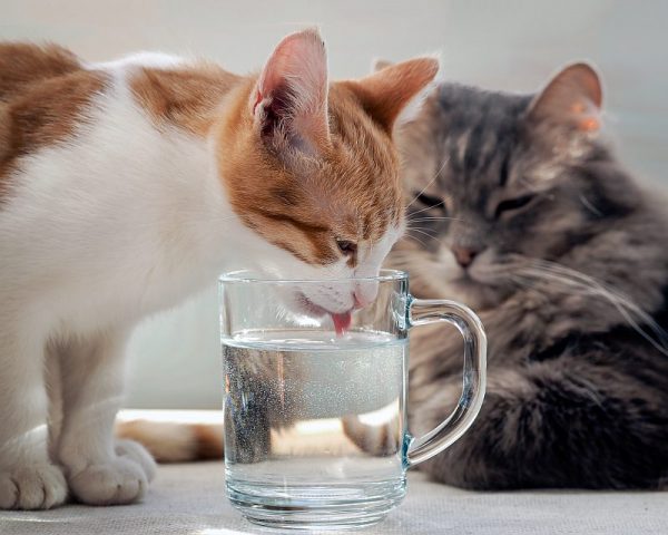 Котам надо много пить