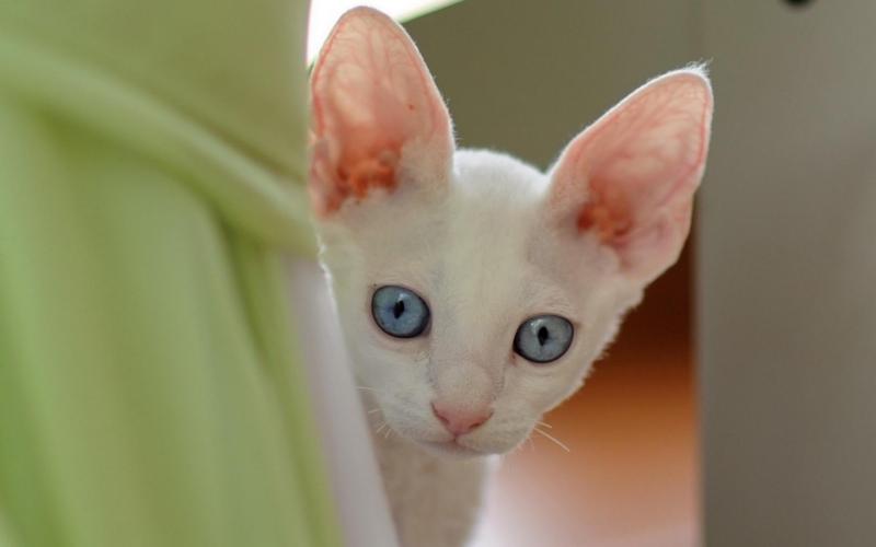 Горячие уши у кота: когда нужно волноваться