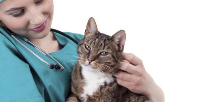 Мочекаменная болезнь у котов и кошек: симптомы, диагностика (трипельфосфаты, струвиты в моче), лечение у ветеринара и в домашних условиях