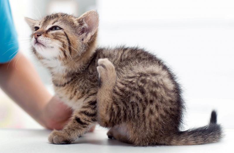 Кошачьи вши: как бороться с паразитами