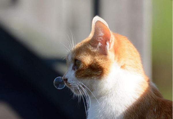 Рыже-белый кот сидит боком с пузырём в носу