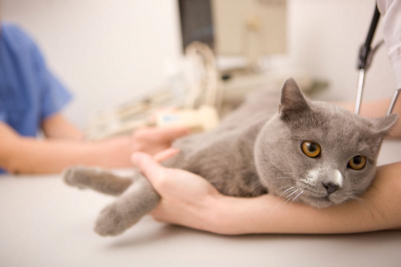 Эпилепсия у кошек: симптомы и лечение заболевания