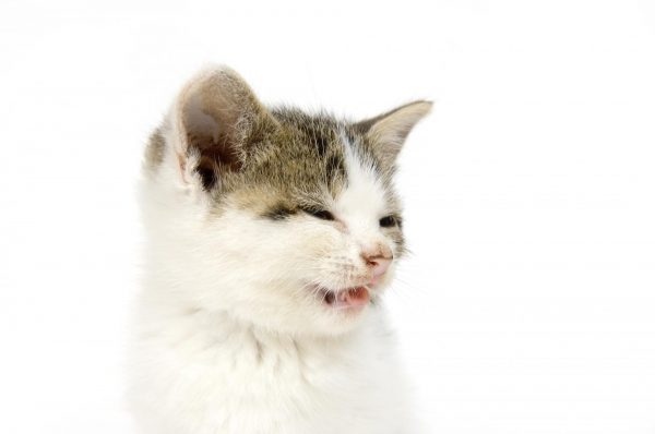 Белый котёнок с коричневыми пятнами на лбу чихает