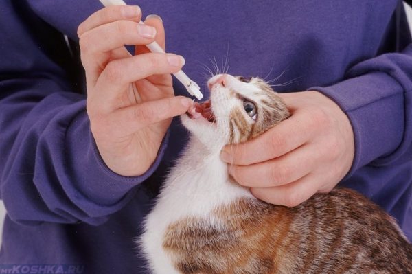 Введение таблетки кошке