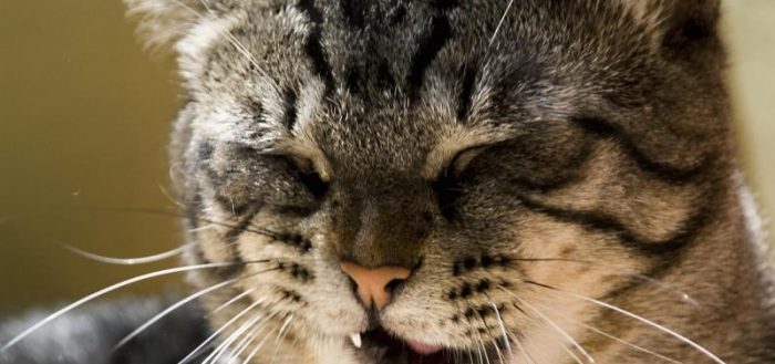 Кот или кошка кашляют: почему, как лечить кашель у котенка и взрослого животного