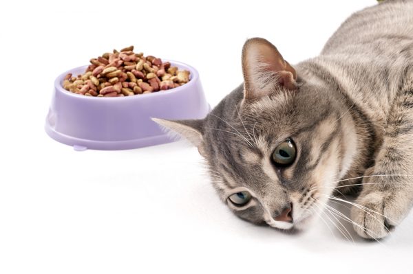 Ухудшение аппетита у кошки
