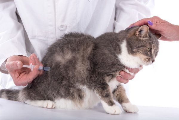 Введение внутримышечной инъекции кошке