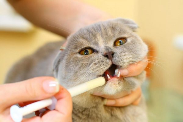 Введение лекарства коту