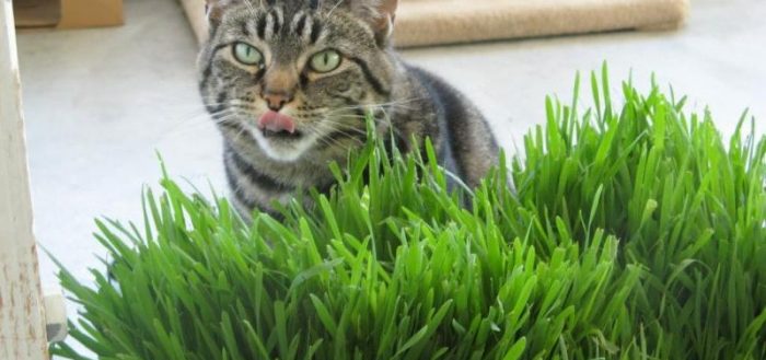 Растения полезные для кошек