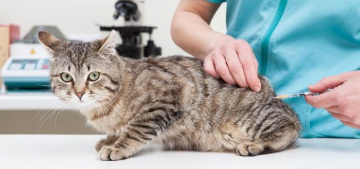 Как сделать укол коту, кошке внутримышечно и подкожно в холку?