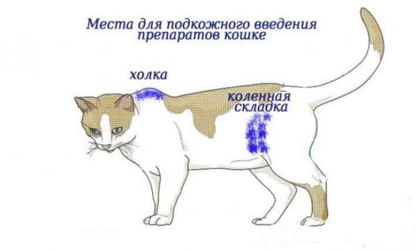 Места для уколов кошке