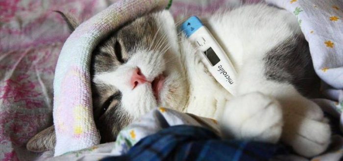 Глобфел-4 для кошек: инструкция по применению, отзывы, аналоги препарата