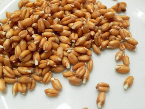 Зёрна пшеницы