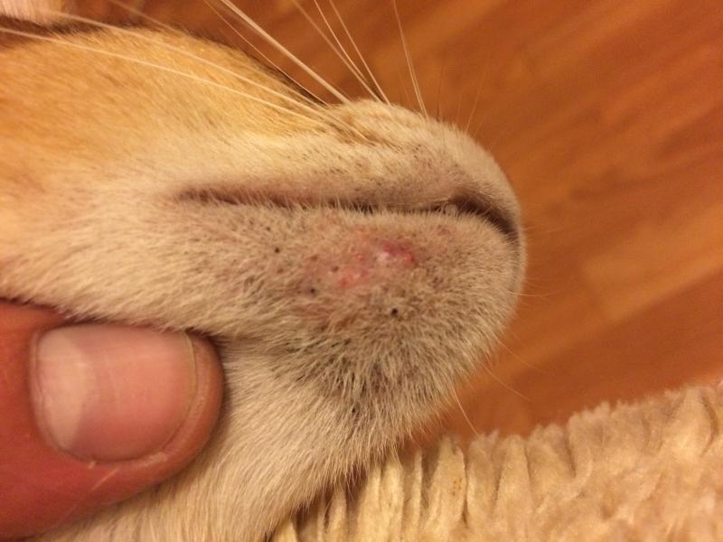 Акне у кошки: как лечить угри