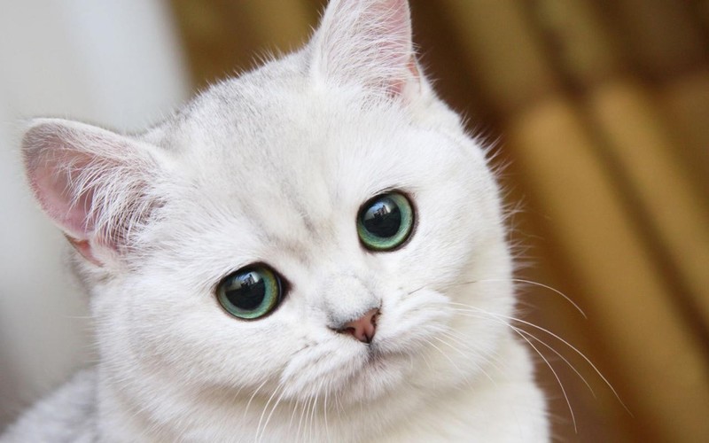 Лейкоз у кошек: что это такое и чем опасен