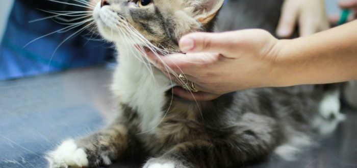 Уретростомия у кота: последствия и уход после операции