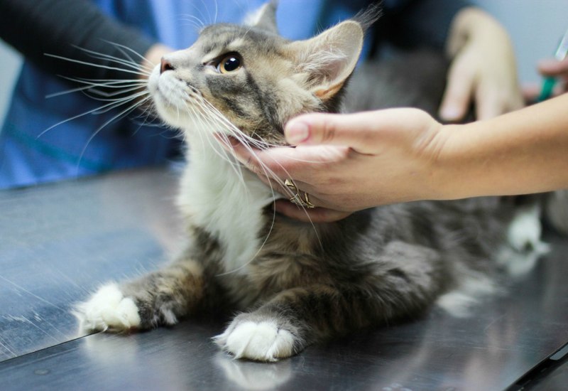 Уретростомия — необходимая операция при мочекаменной болезни котов