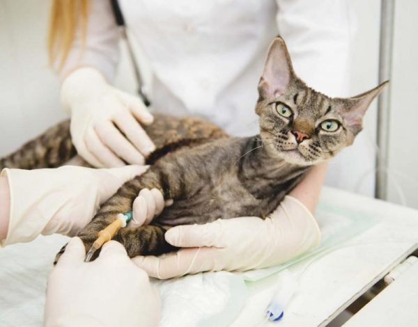 Внутривенная инфузия кошке