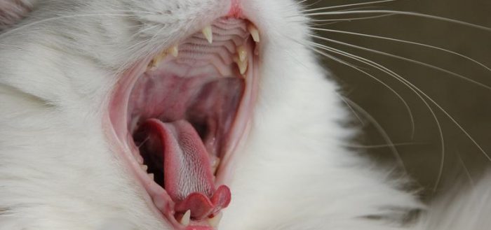 Противный запах изо рта у кошки