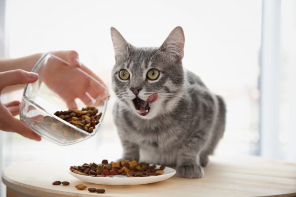Кот ест сухой корм