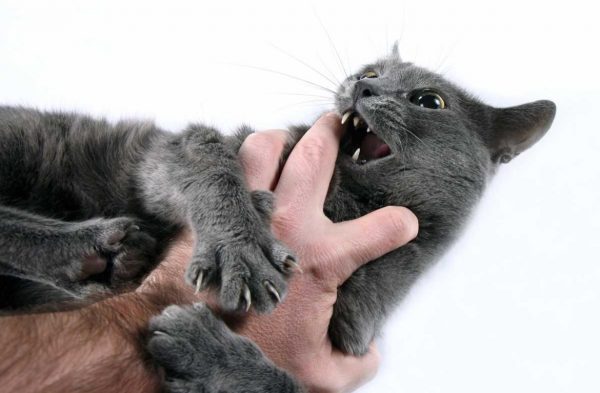 Кошка кусает руку