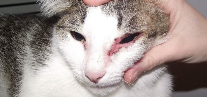 Кошка с аллергическим дерматитом в виде залысины и воспаления вокруг глаз